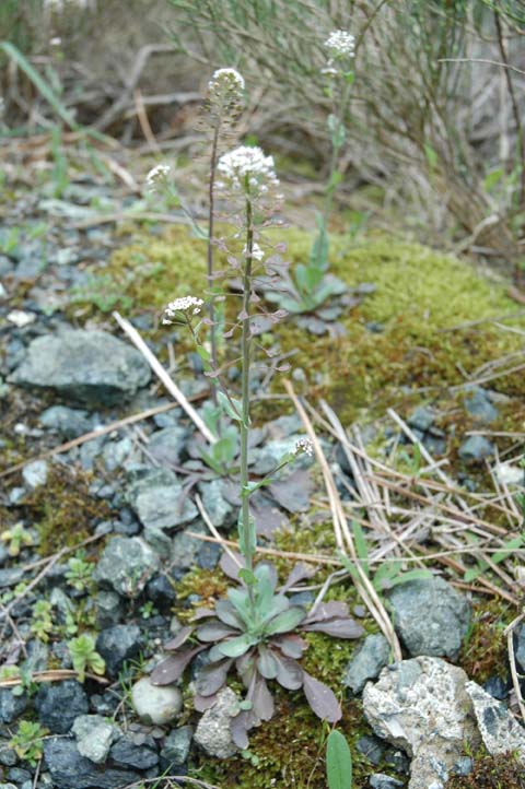 Noccaea caerulescens (=Thlaspi caerulescens) / Erba storna bluastra